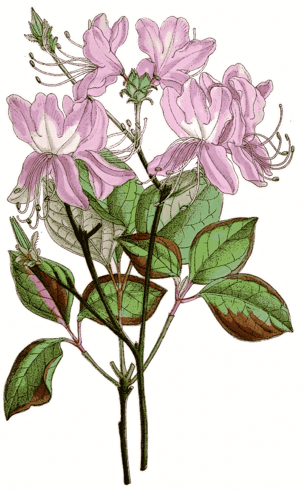 Rhododendron dilatatum