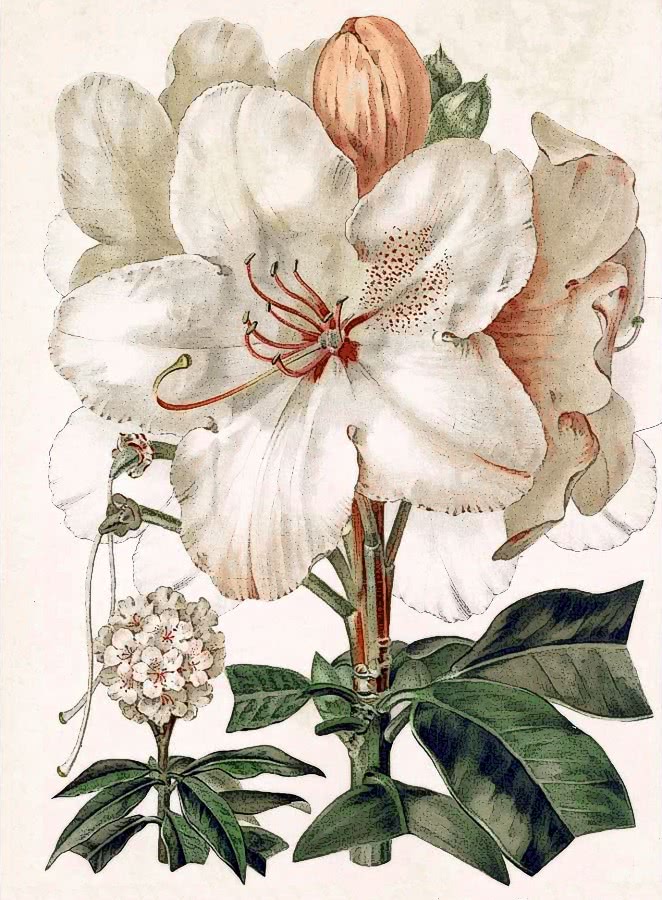 Rhododendron halopeanum