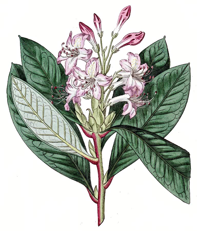 Rhododendron hybridum
