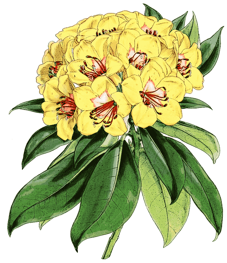 Rhododendron javanicum