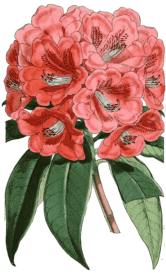 Rhododendron kendrickii var latifoium