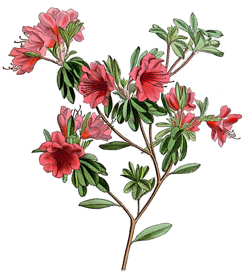Rhododendron kiusianum
