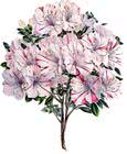 rhododendron_3/