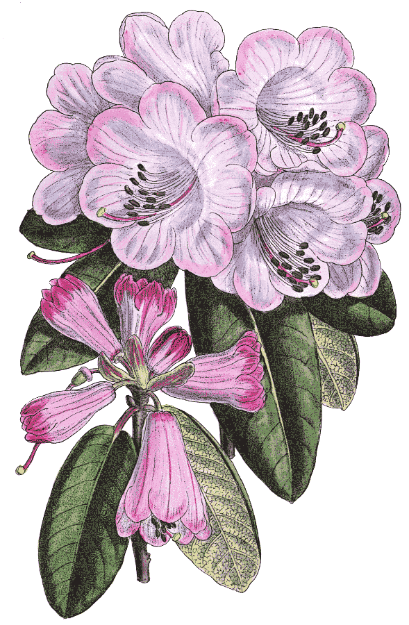 Rhododendron oreodoxa var fargesii