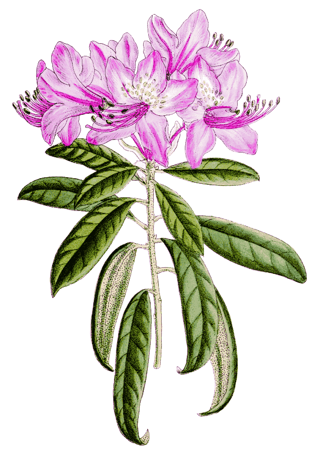 Rhododendron polylepis