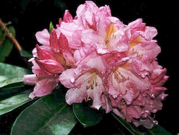 Rhododendron Onkel Dines