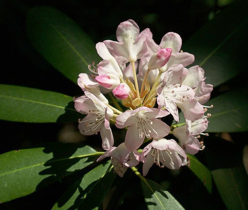 Rhododendron blossoms