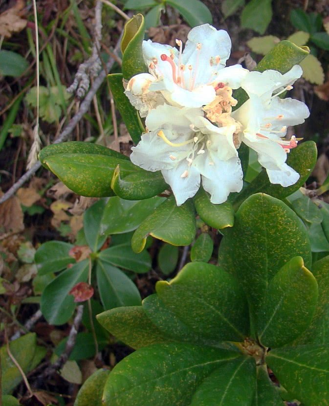 Rhododendron caucasicum photo
