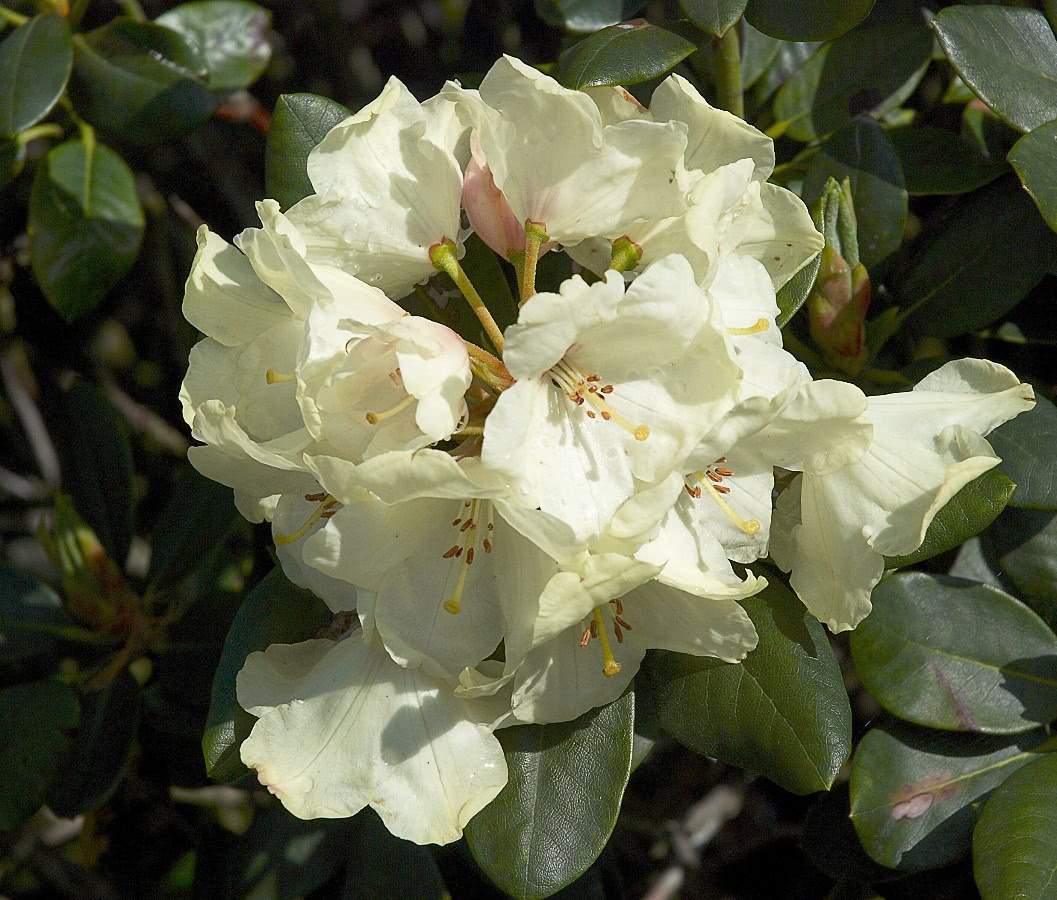 Rhododendron flava