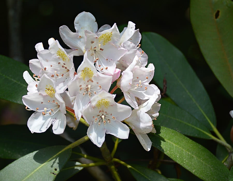 Rhododendron maximum photo