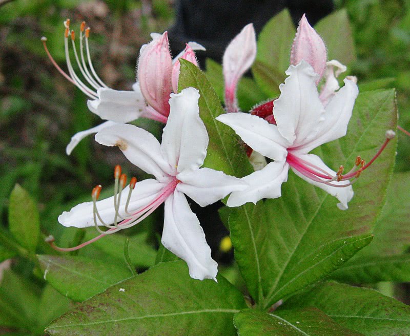 Rhododendron periclymenoides