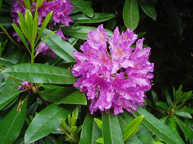 Rhododendron ponticum photo