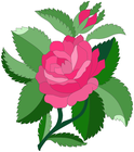 pink_rose/