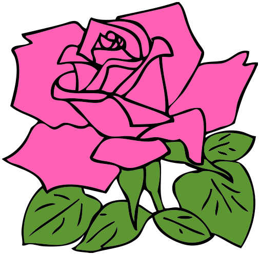 pink rose blossom