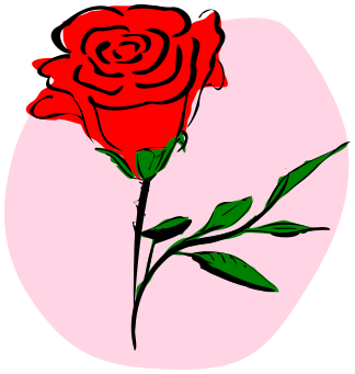 coloured rose