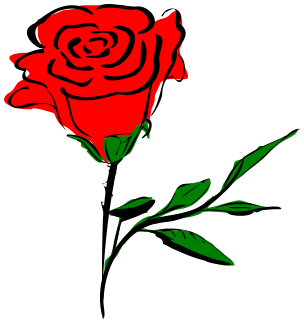 coloured rose 2