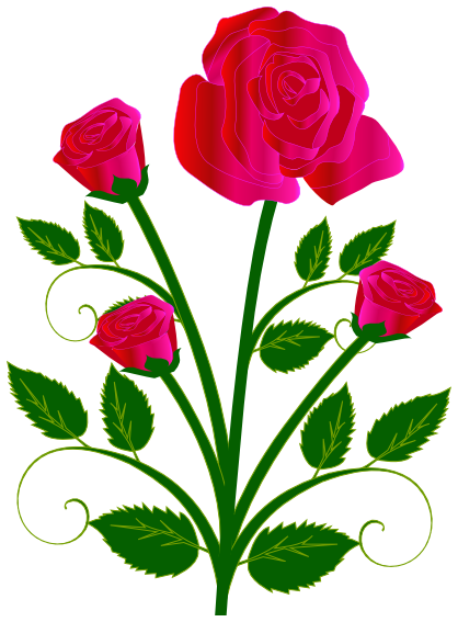 rose blooming