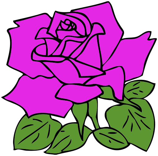 purple rose blossom