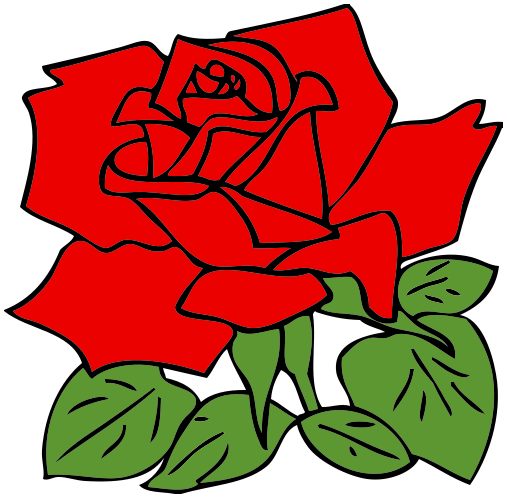 red rose blossom