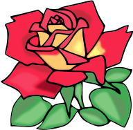 red yellow rose