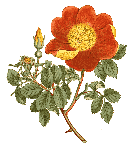Austrian Copper  Rosa foetida bicolor