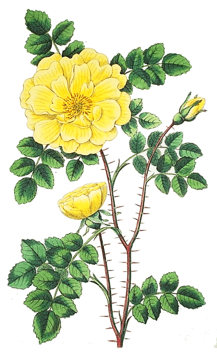 Harrisons Yellow  Rosa harisonii