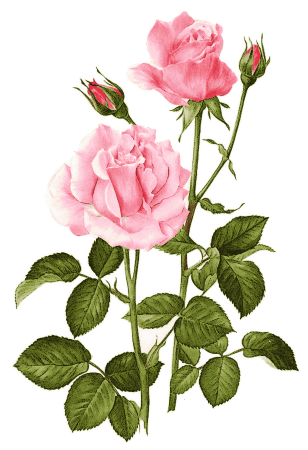 Hybrid Tea Rose pink