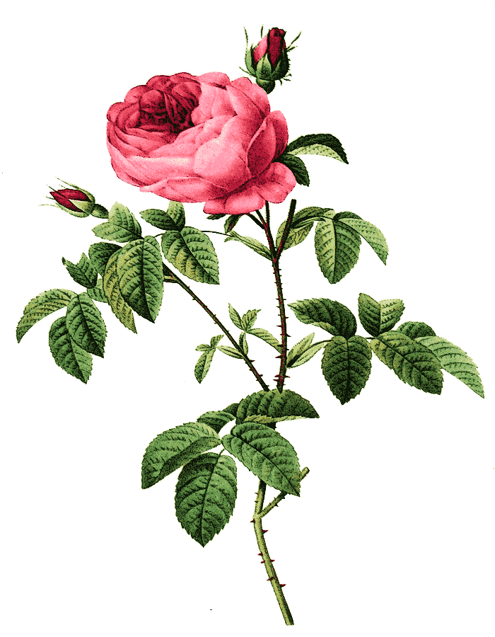 Rosa centifolia Burgundiaca