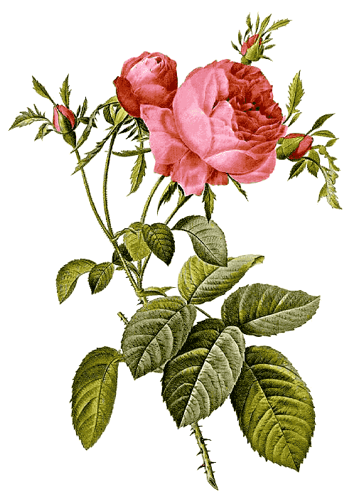 Rosa centifolia foliacea