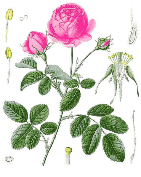 Rosa centifolia plate
