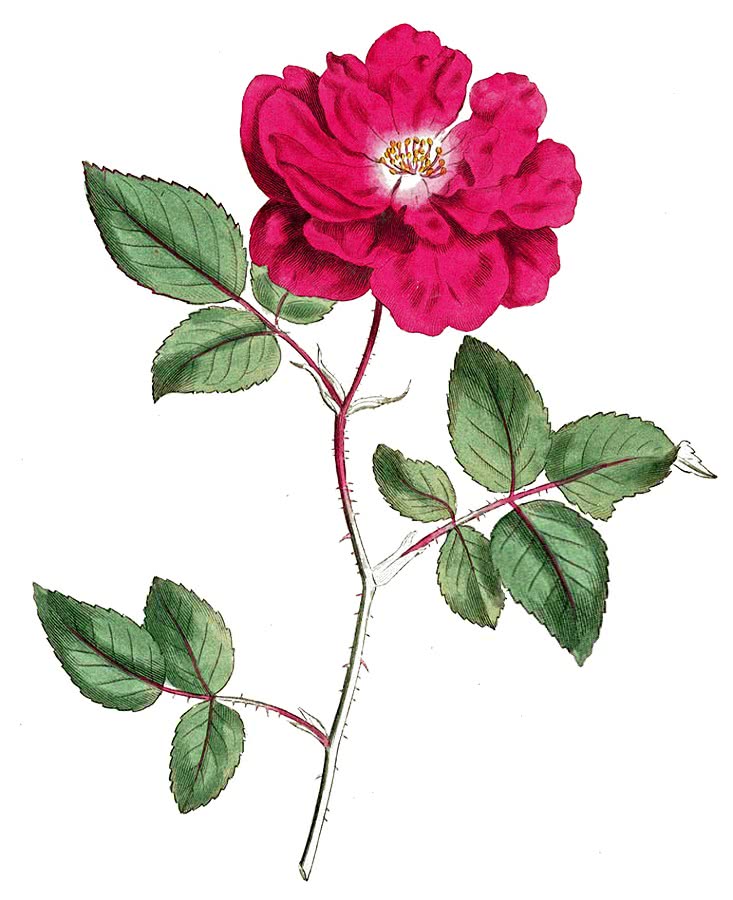 Rosa chinensis var spontanea
