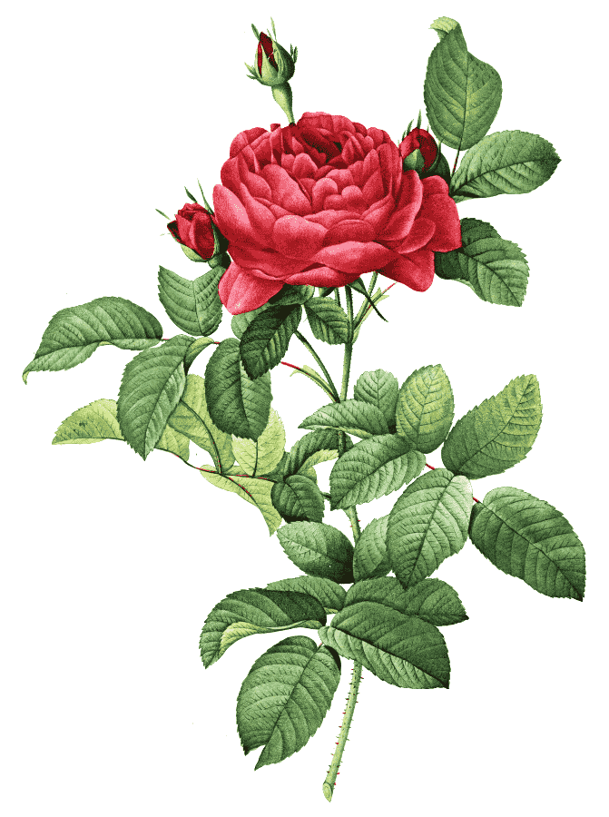 Rosa gallica pontiana
