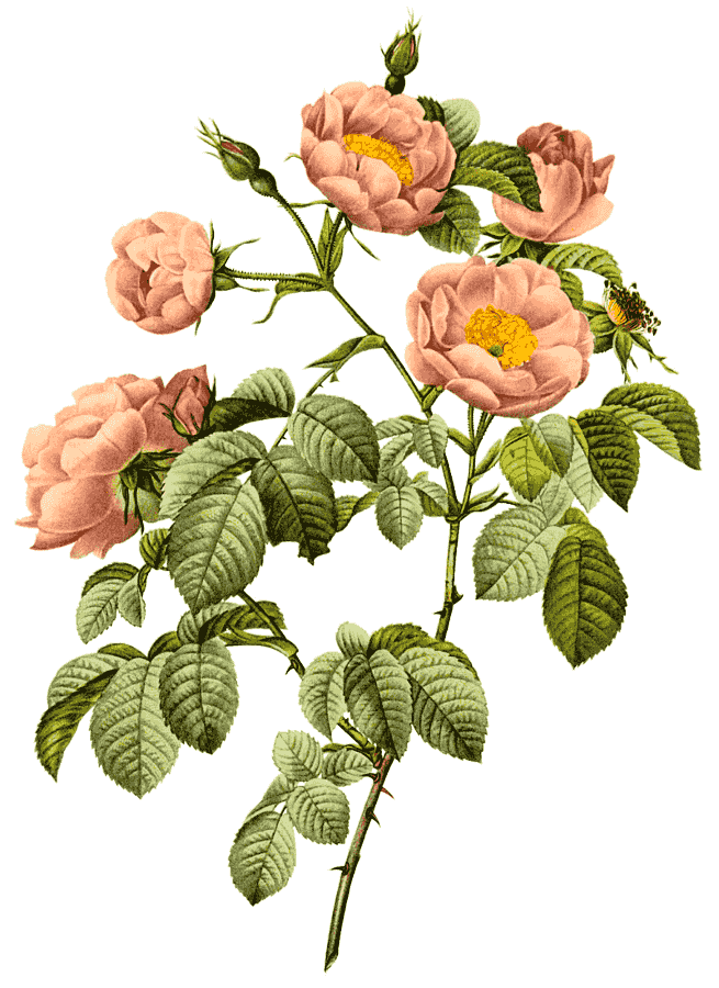 Rosa mollissima