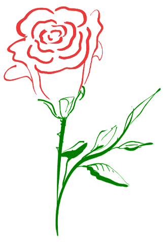 two tone rose