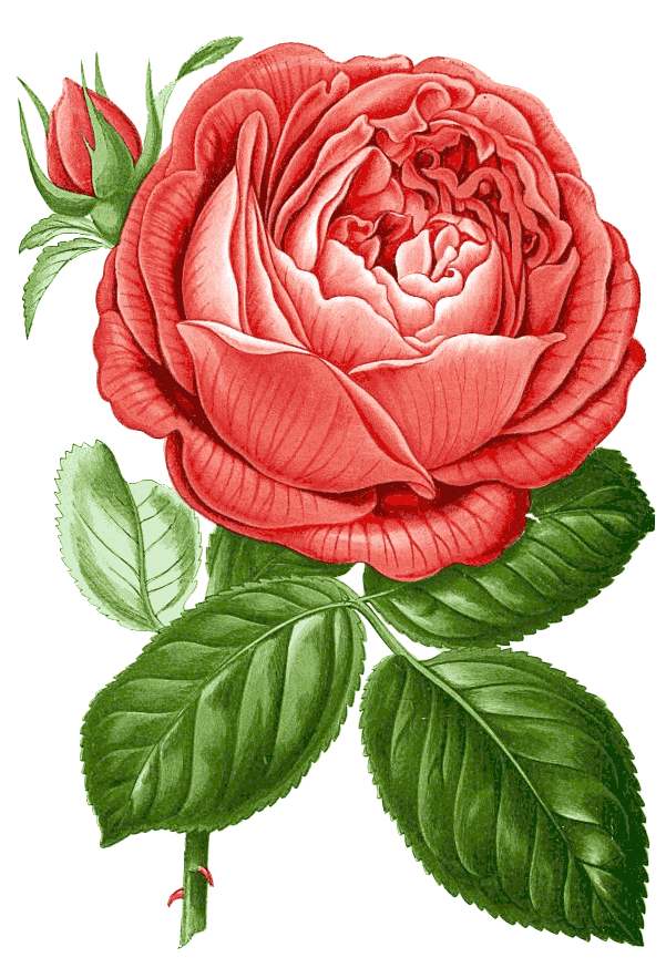 Rose vintage