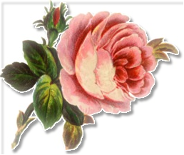 large soft pink rose