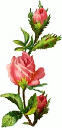pink rose design