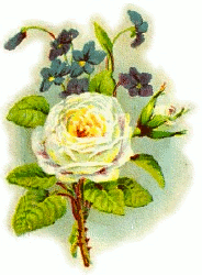 rose and violets