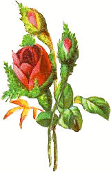 rose two buds