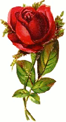 upright rose