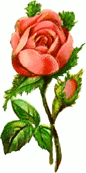 victorian pink rose