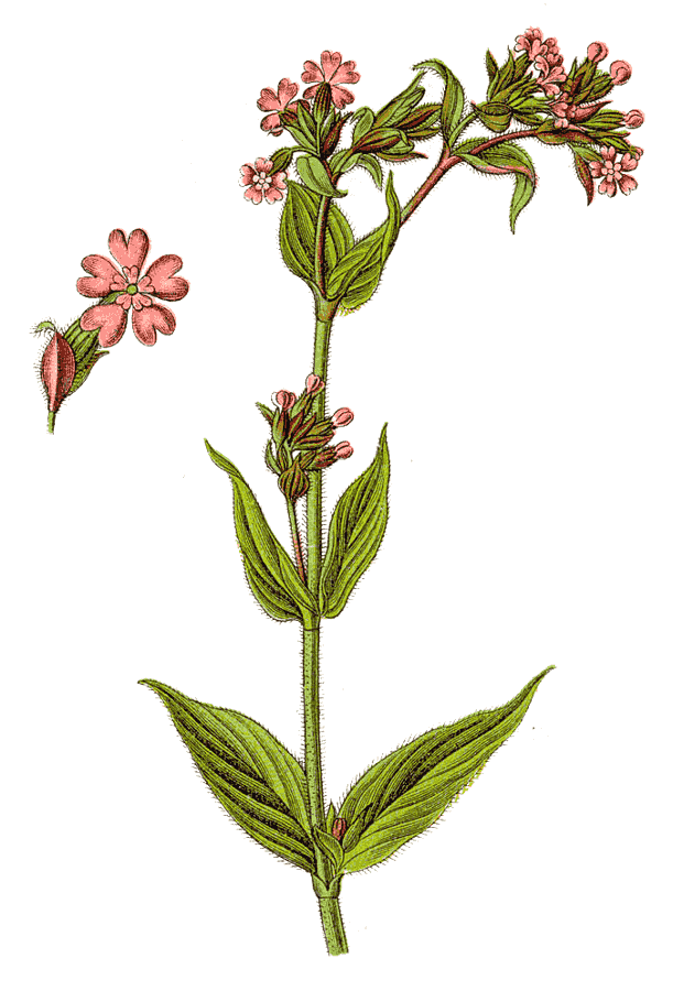 red catchfly  Silene dioica