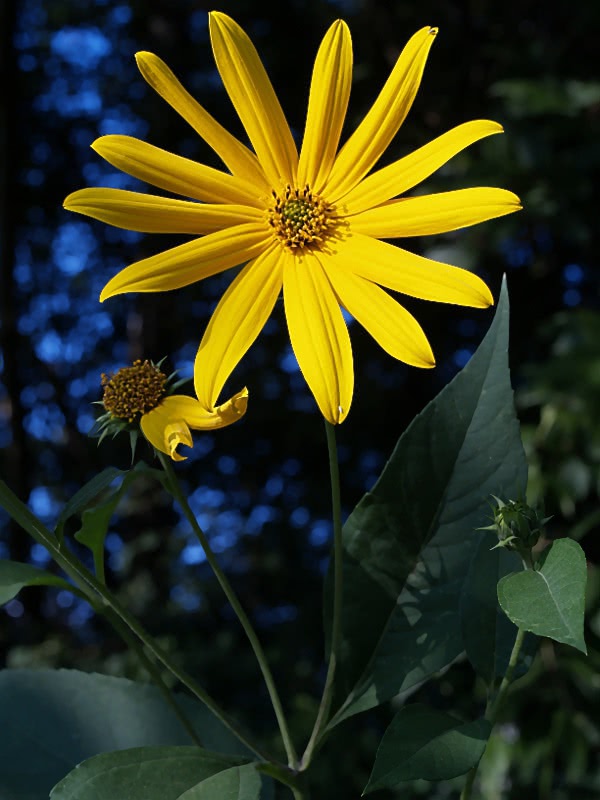 Woodland Sunflower  Helianthus divaricatus