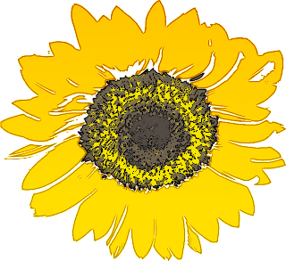 sunflower bold graphic