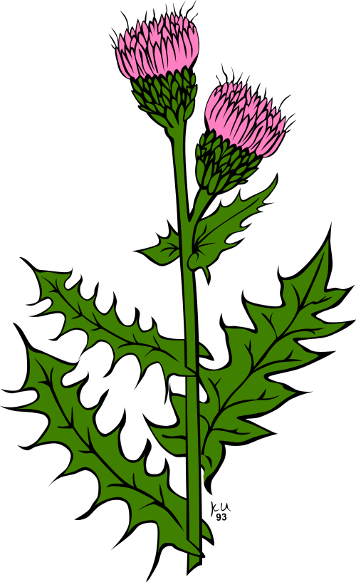 Canada thistle  Cirsium arvense
