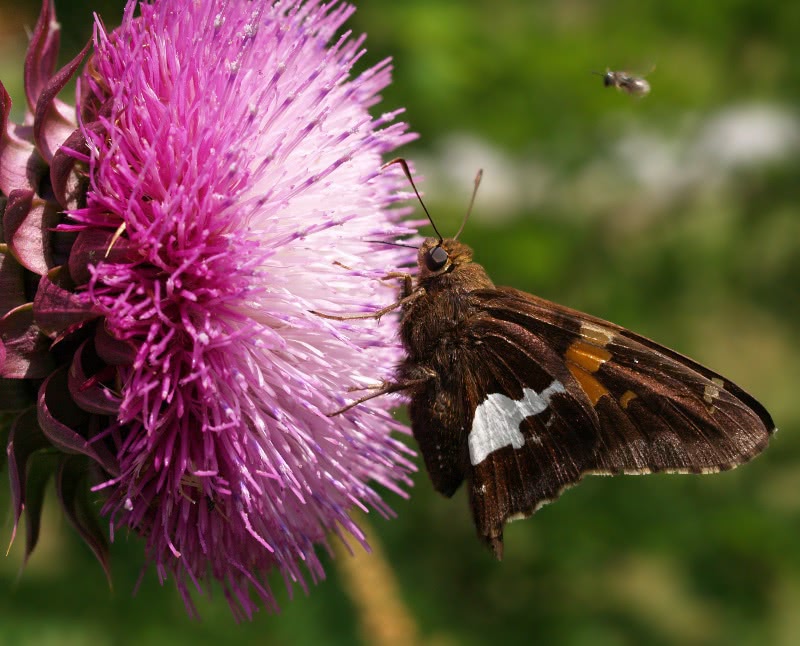 Nodding Thistle visited by butterfly and bee