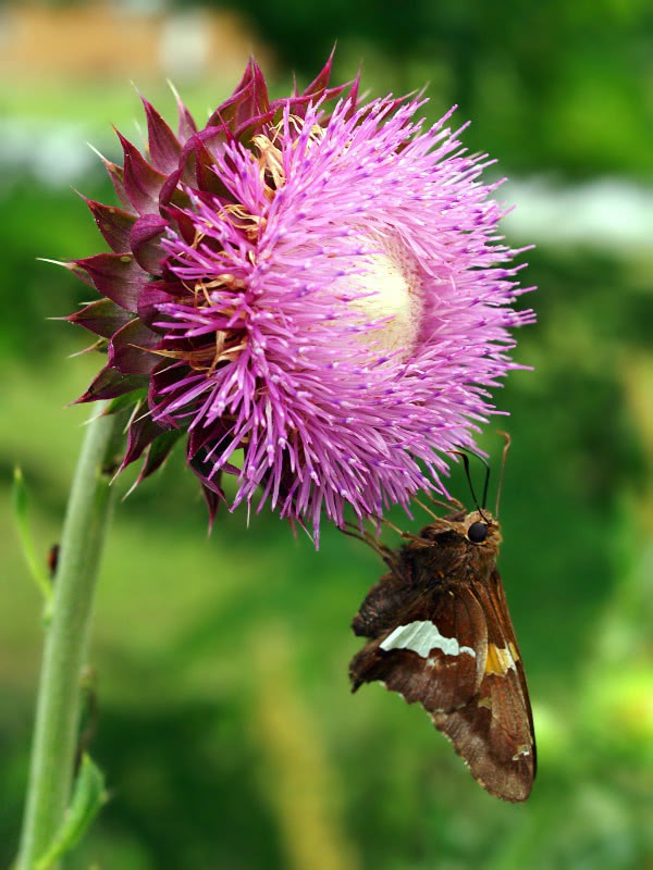 butterfly on Nodding Thistle Carduus nutans