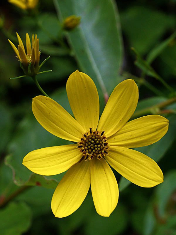 Greater Tickseed  Coreopsis major