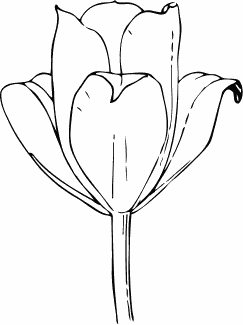 tulip flower BW