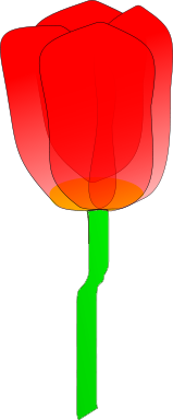tulip transluscent